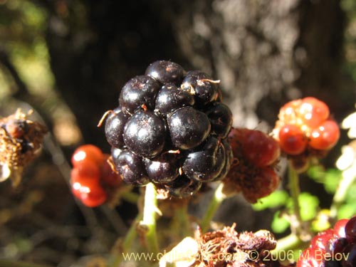 Фотография Rubus ulmifolius (Zarzamora / Mora). Щелкните, чтобы увеличить вырез.