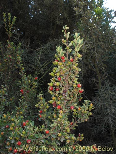 Image of Myrceugenia ovata var. nannophylla (Myrceugenia de hojas chicas). Click to enlarge parts of image.