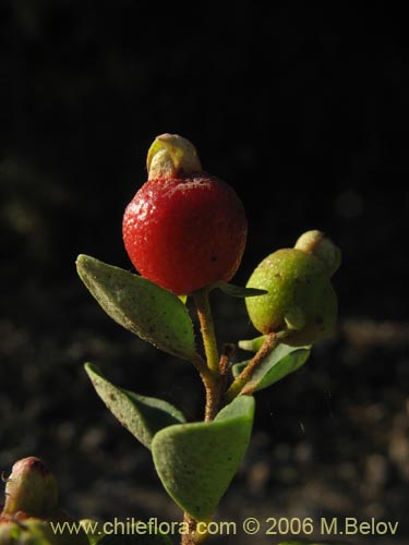 Imágen de Myrceugenia ovata var. nannophylla (Myrceugenia de hojas chicas). Haga un clic para aumentar parte de imágen.