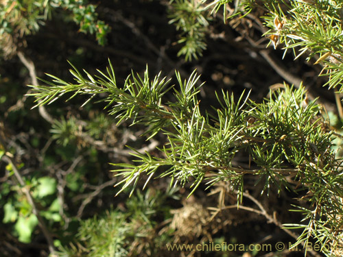 Imágen de Fabaceae sp. #2275 (). Haga un clic para aumentar parte de imágen.