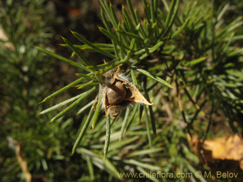 Fabaceae sp. #2275の写真