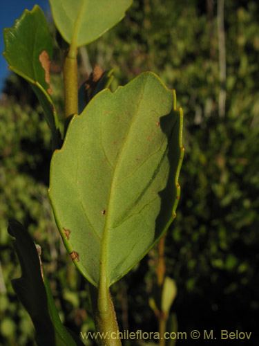 Lomatia dentada의 사진