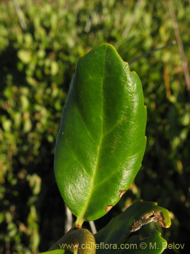 Image of Lomatia dentada (Avellanillo / Avellanito / Palo negro / Piñol). Click to enlarge parts of image.