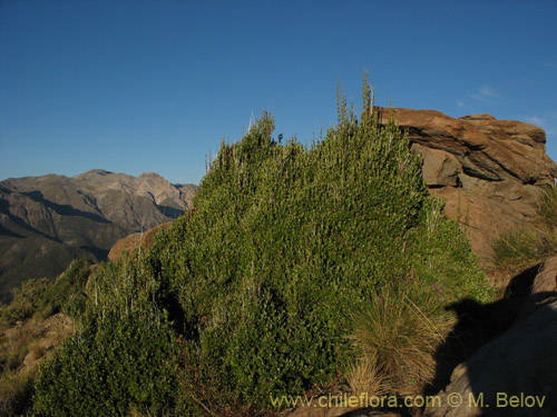 Bild von Lomatia dentada (Avellanillo / Avellanito / Palo negro / Piñol). Klicken Sie, um den Ausschnitt zu vergrössern.