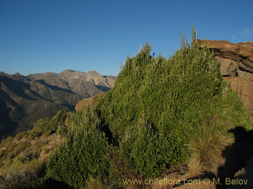 Image of Lomatia dentada (Avellanillo / Avellanito / Palo negro / Piñol). Click to enlarge parts of image.