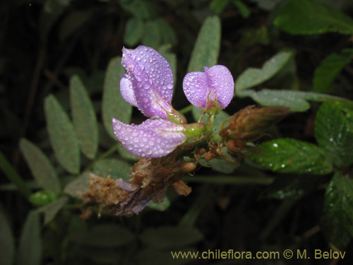 Imágen de Galega officinalis (Galega). Haga un clic para aumentar parte de imágen.