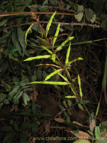 Imágen de Galega officinalis (Galega). Haga un clic para aumentar parte de imágen.