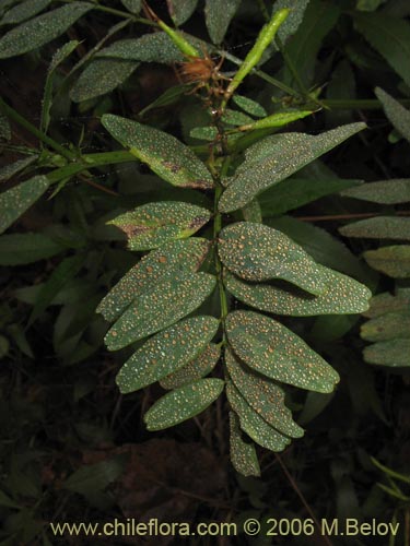 Фотография Galega officinalis (Galega). Щелкните, чтобы увеличить вырез.