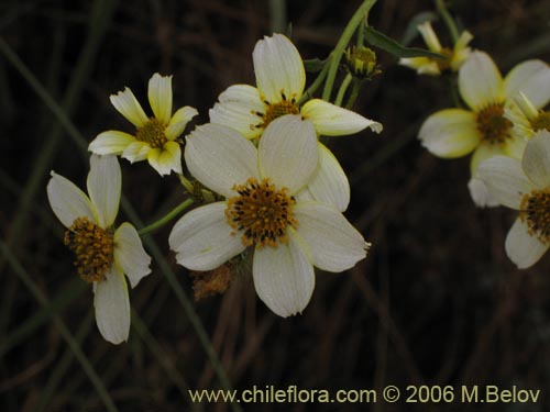 Imágen de Bidens aurea (Falso Te). Haga un clic para aumentar parte de imágen.