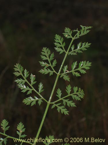 Bild von Daucus carota (Zanahoria silvestre). Klicken Sie, um den Ausschnitt zu vergrössern.