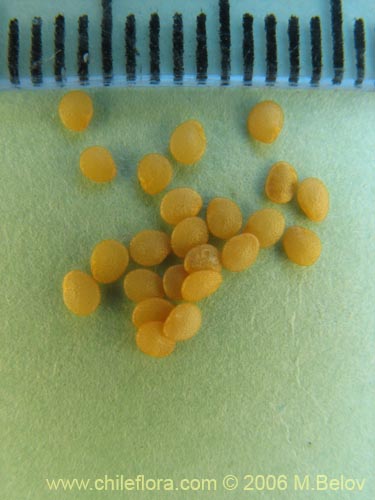 Image of Physalis viscosa (Physalis). Click to enlarge parts of image.