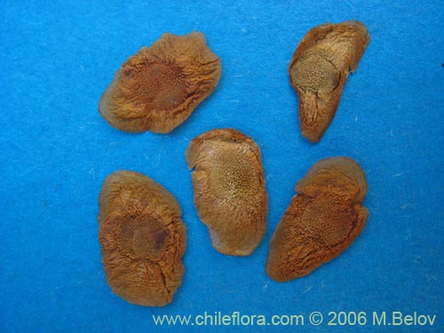 Image of Dioscorea brachybotrya (Papa cimarrona / Jaboncillo). Click to enlarge parts of image.