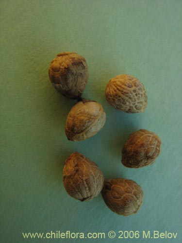 Image of Peumus boldus (Boldo). Click to enlarge parts of image.