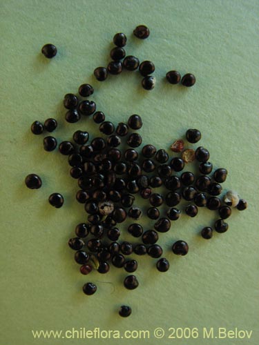 Фотография Chenopodium ambrosioides (Paico / Pichan / Pichen). Щелкните, чтобы увеличить вырез.