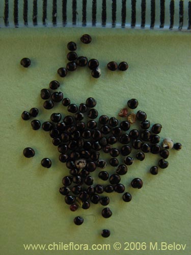 Фотография Chenopodium ambrosioides (Paico / Pichan / Pichen). Щелкните, чтобы увеличить вырез.