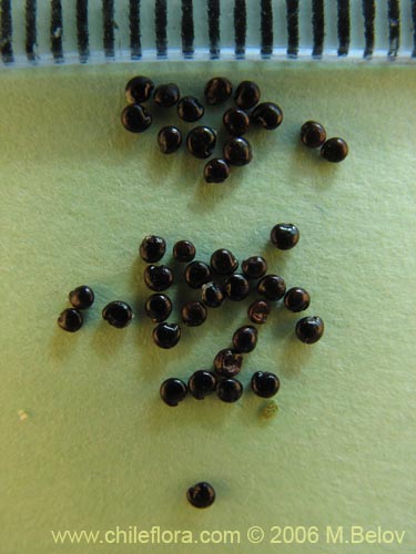 Chenopodium ambrosioides的照片