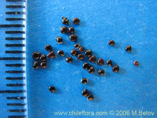 Chenopodium ambrosioides의 사진