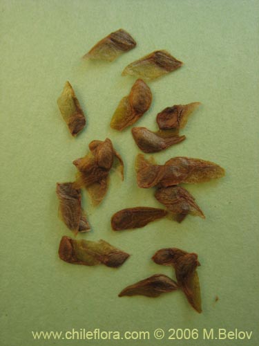 Image of Eucryphia cordifolia (Ulmo). Click to enlarge parts of image.