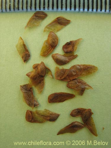 Eucryphia cordifoliaの写真