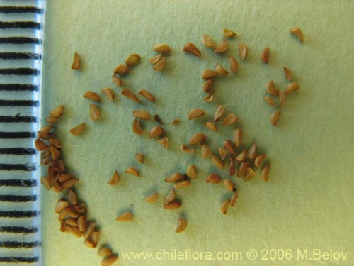 Fuchsia magellanicaの写真