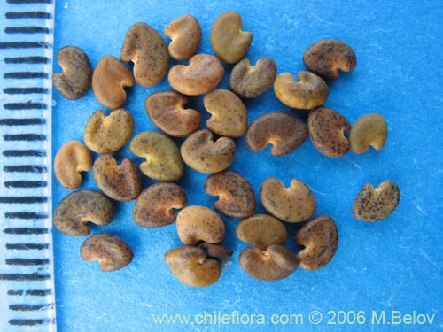 Bild von Astragalus looseri (Hierba loca). Klicken Sie, um den Ausschnitt zu vergrössern.