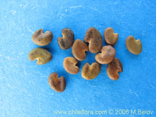 Фотография Astragalus looseri (Hierba loca). Щелкните, чтобы увеличить вырез.