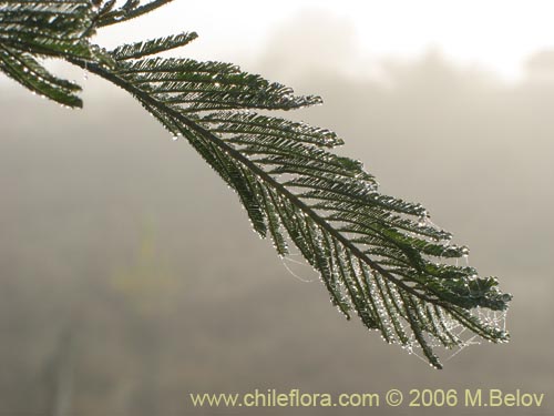 Imágen de Acacia dealbata (Aromo (de castilla)). Haga un clic para aumentar parte de imágen.