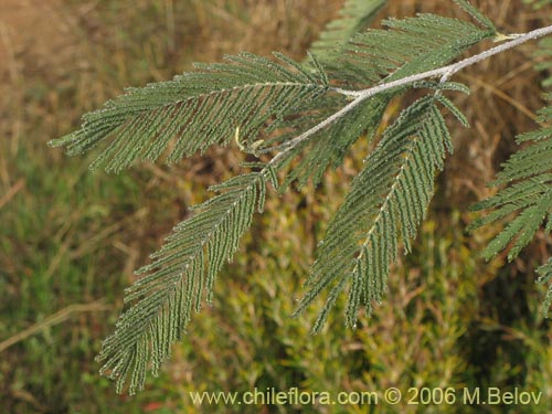 Imágen de Acacia dealbata (Aromo (de castilla)). Haga un clic para aumentar parte de imágen.