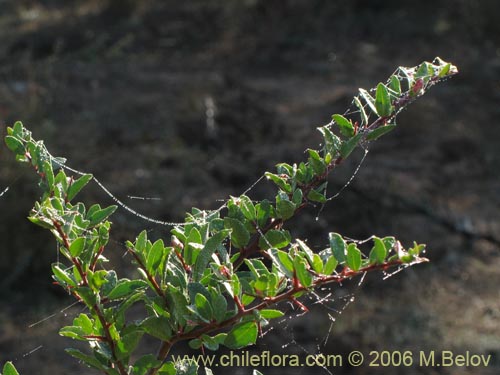 Schinus polygamus的照片