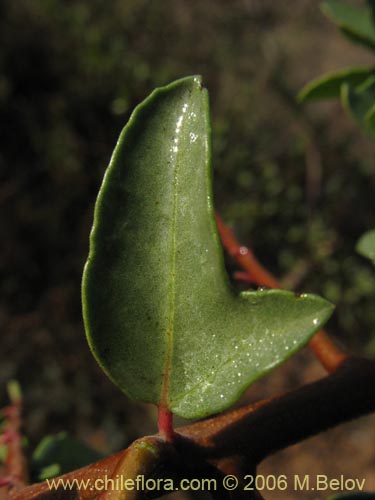 Schinus polygamus的照片