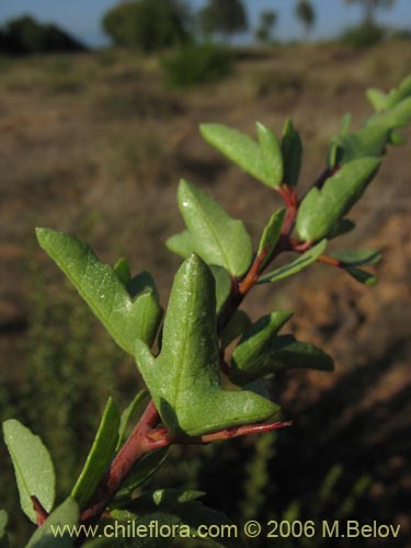 Schinus polygamus的照片