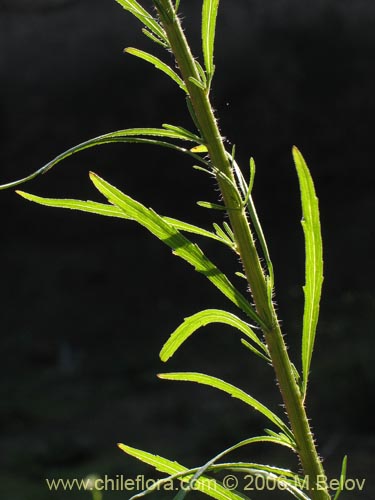 Фотография Не определенное растение sp. #2356 (). Щелкните, чтобы увеличить вырез.