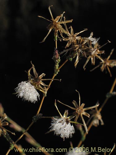 未確認の植物種 sp. #2356の写真