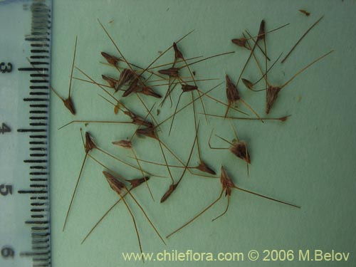 Фотография Acaena ovalifolia (). Щелкните, чтобы увеличить вырез.
