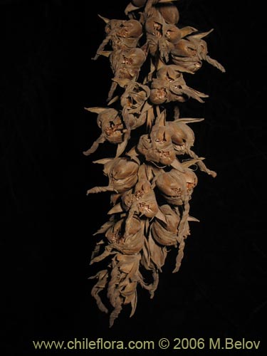 Asteranthera ovata의 사진