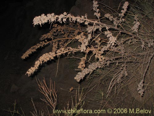 Bild von Asteranthera ovata (Estrellita). Klicken Sie, um den Ausschnitt zu vergrössern.