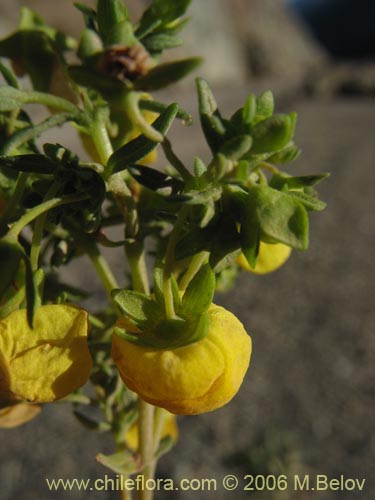 Calceolaria thyrsiflora의 사진