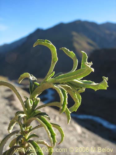 Bild von Calceolaria thyrsiflora (Capachito). Klicken Sie, um den Ausschnitt zu vergrössern.