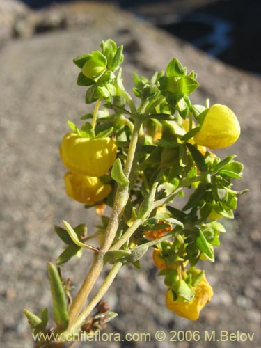 Calceolaria thyrsifloraの写真