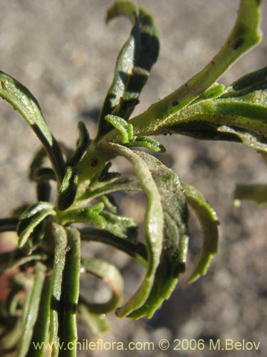 Calceolaria thyrsiflora의 사진