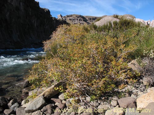 Imágen de Ribes cucullatum (Parilla de hoja chica / Zarzaparilla). Haga un clic para aumentar parte de imágen.