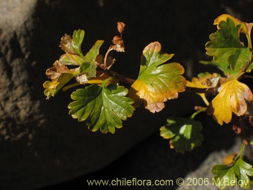 Image of Ribes cucullatum (Parilla de hoja chica / Zarzaparilla). Click to enlarge parts of image.