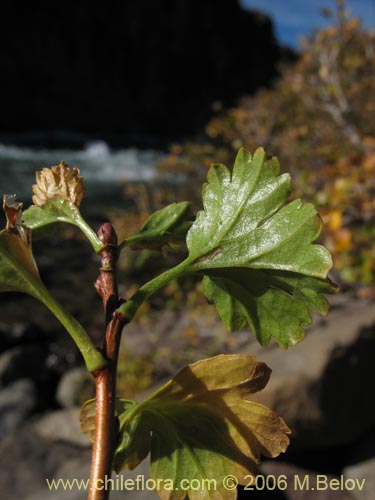 Image of Ribes cucullatum (Parilla de hoja chica / Zarzaparilla). Click to enlarge parts of image.