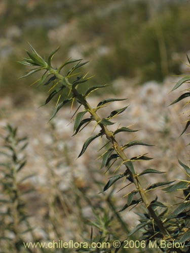 Фотография Chuquiraga oppositifolia (Hierba blanca). Щелкните, чтобы увеличить вырез.