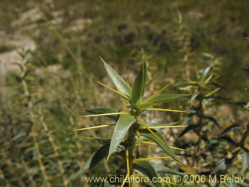 Image of Chuquiraga oppositifolia (Hierba blanca). Click to enlarge parts of image.