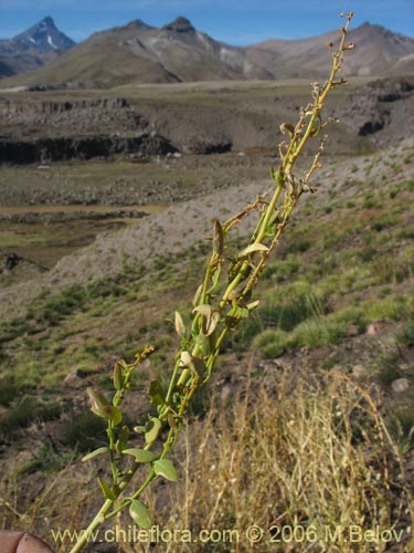 Imágen de Chenopodium vulvaria (chenopodium). Haga un clic para aumentar parte de imágen.