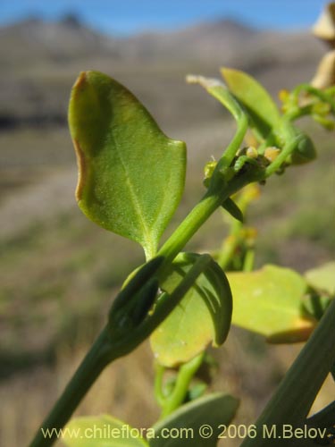 Chenopodium vulvaria的照片