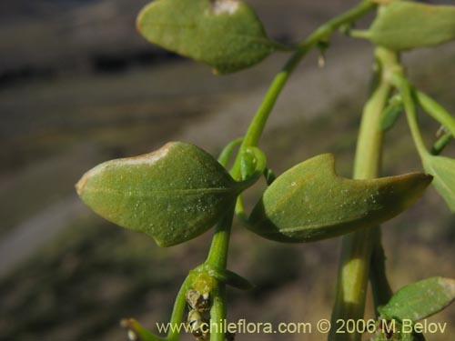 Image of Chenopodium vulvaria (chenopodium). Click to enlarge parts of image.