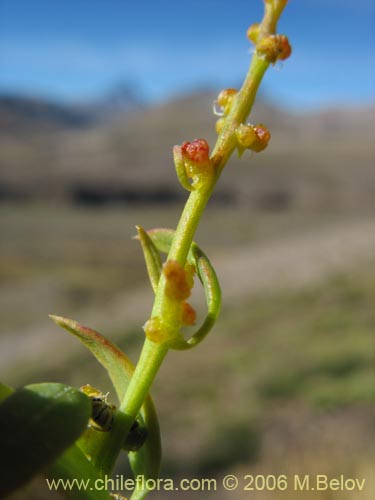 Фотография Chenopodium vulvaria (chenopodium). Щелкните, чтобы увеличить вырез.