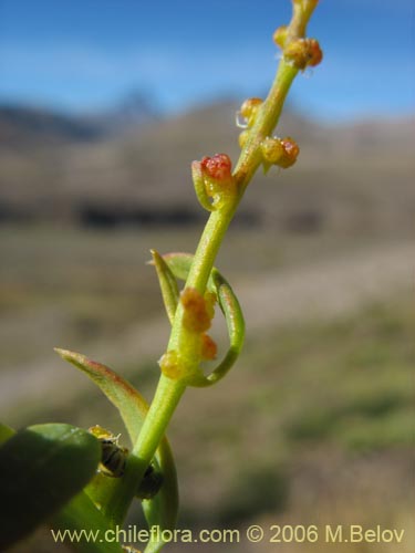 Chenopodium vulvaria的照片